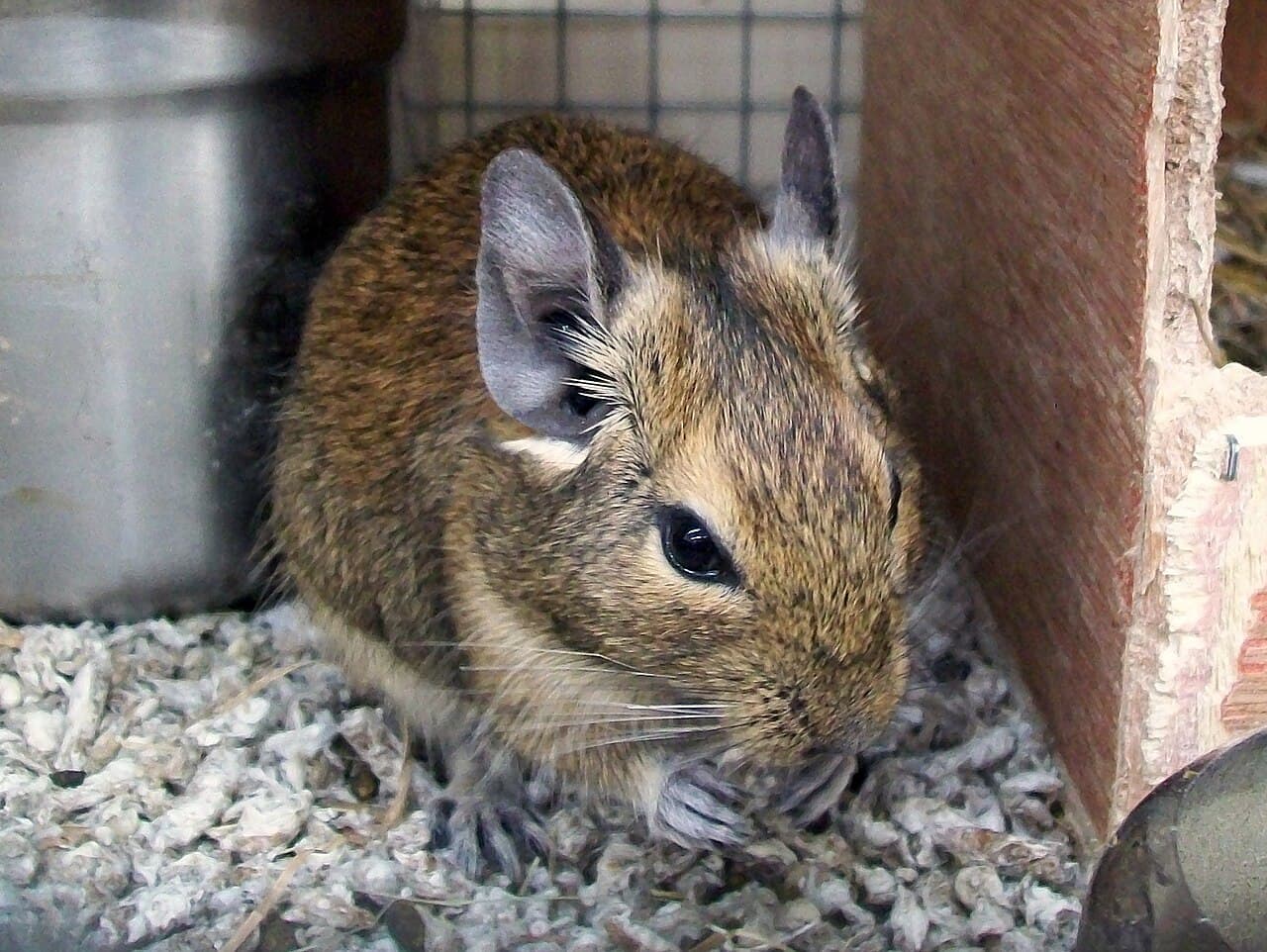 Degu