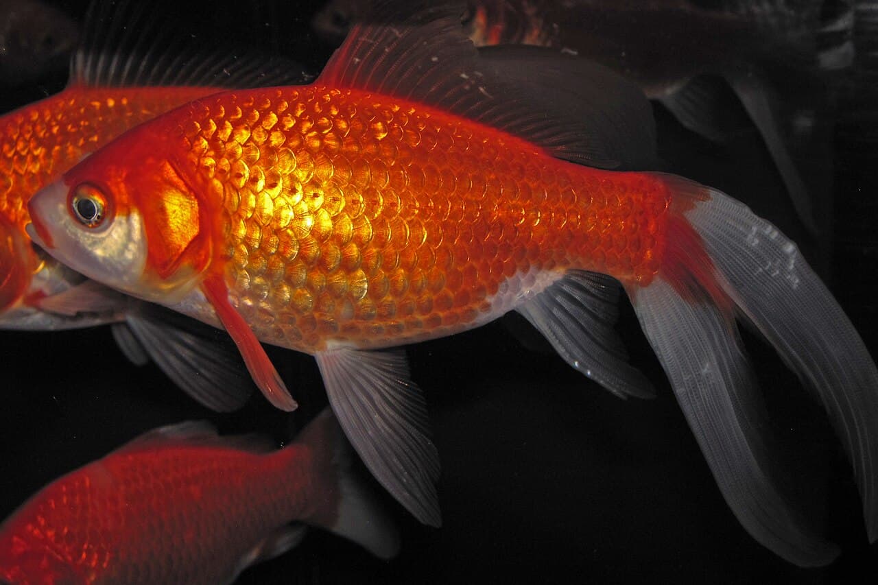 Goldfisch
