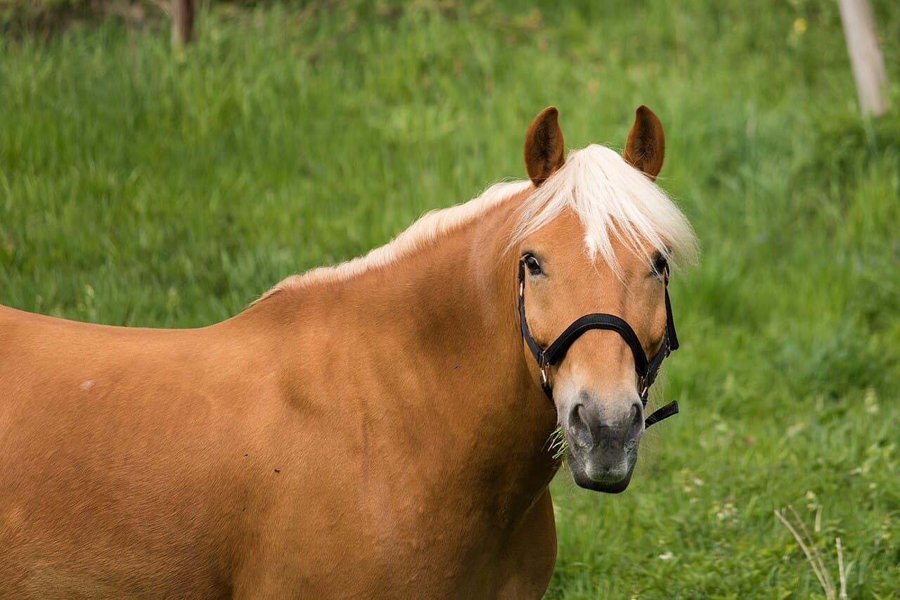 Haflinger