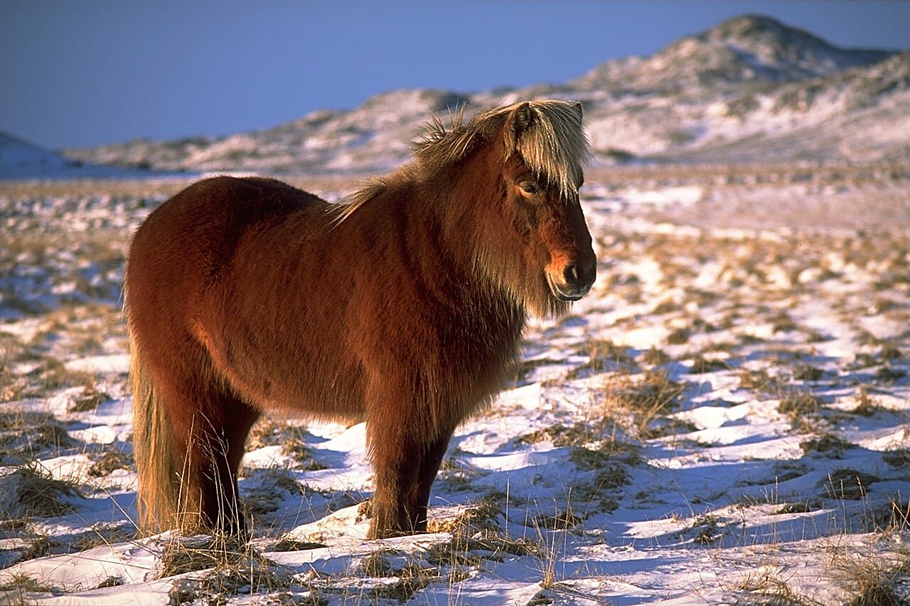 Islandpferd