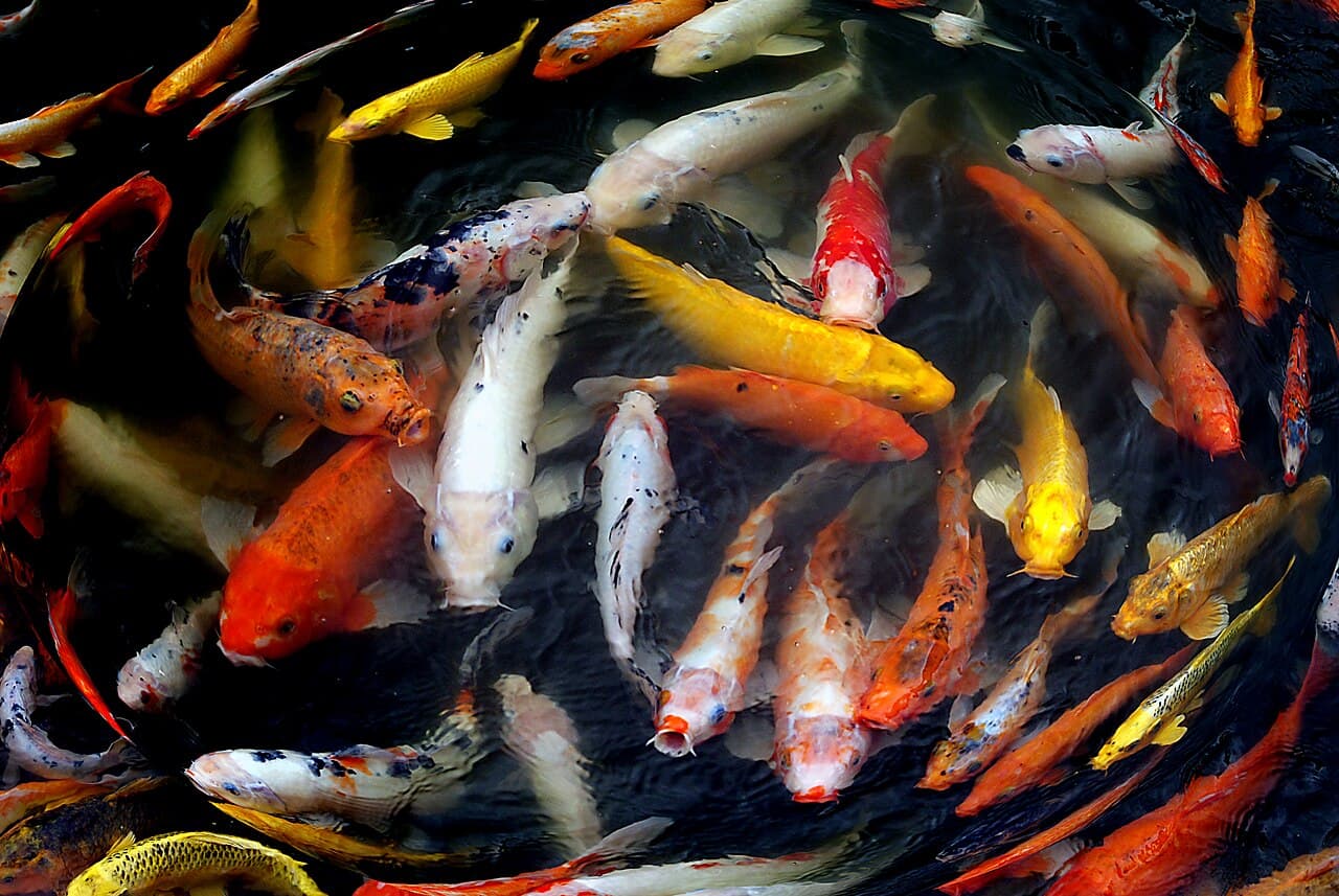 Koi