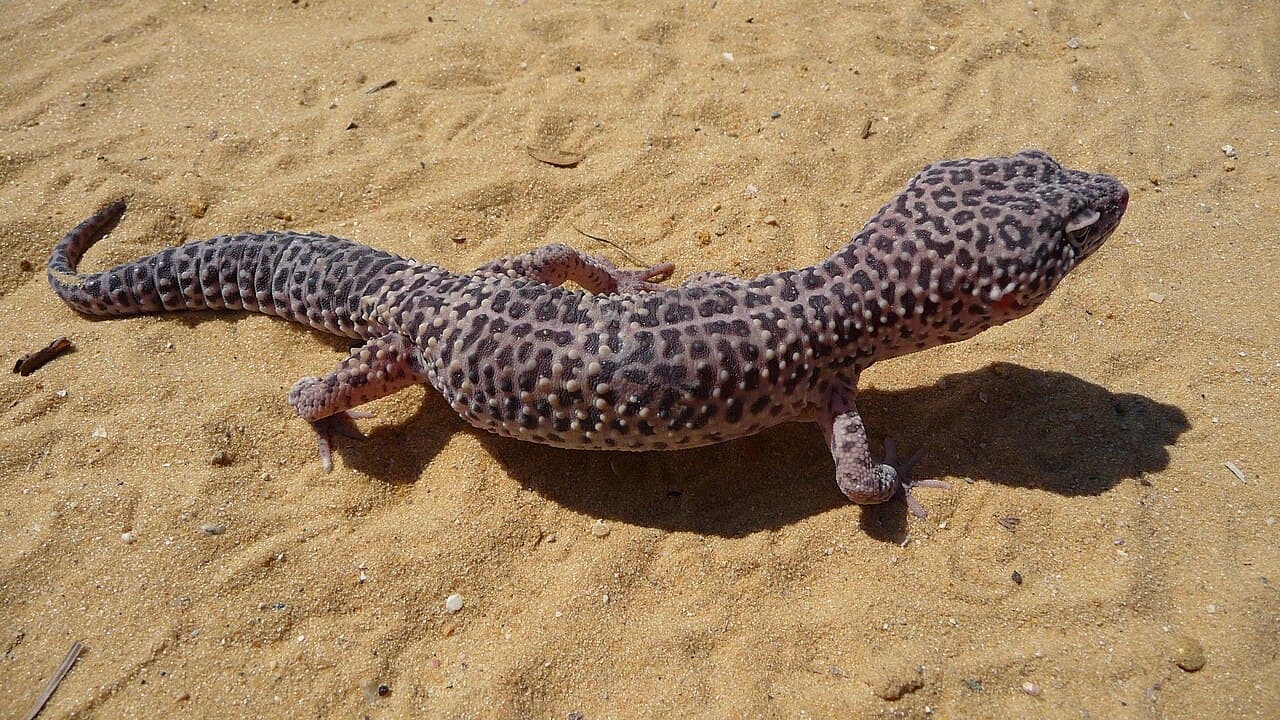 Leopardgecko
