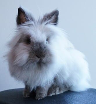 Lionhead rabbit with a fluffy mane