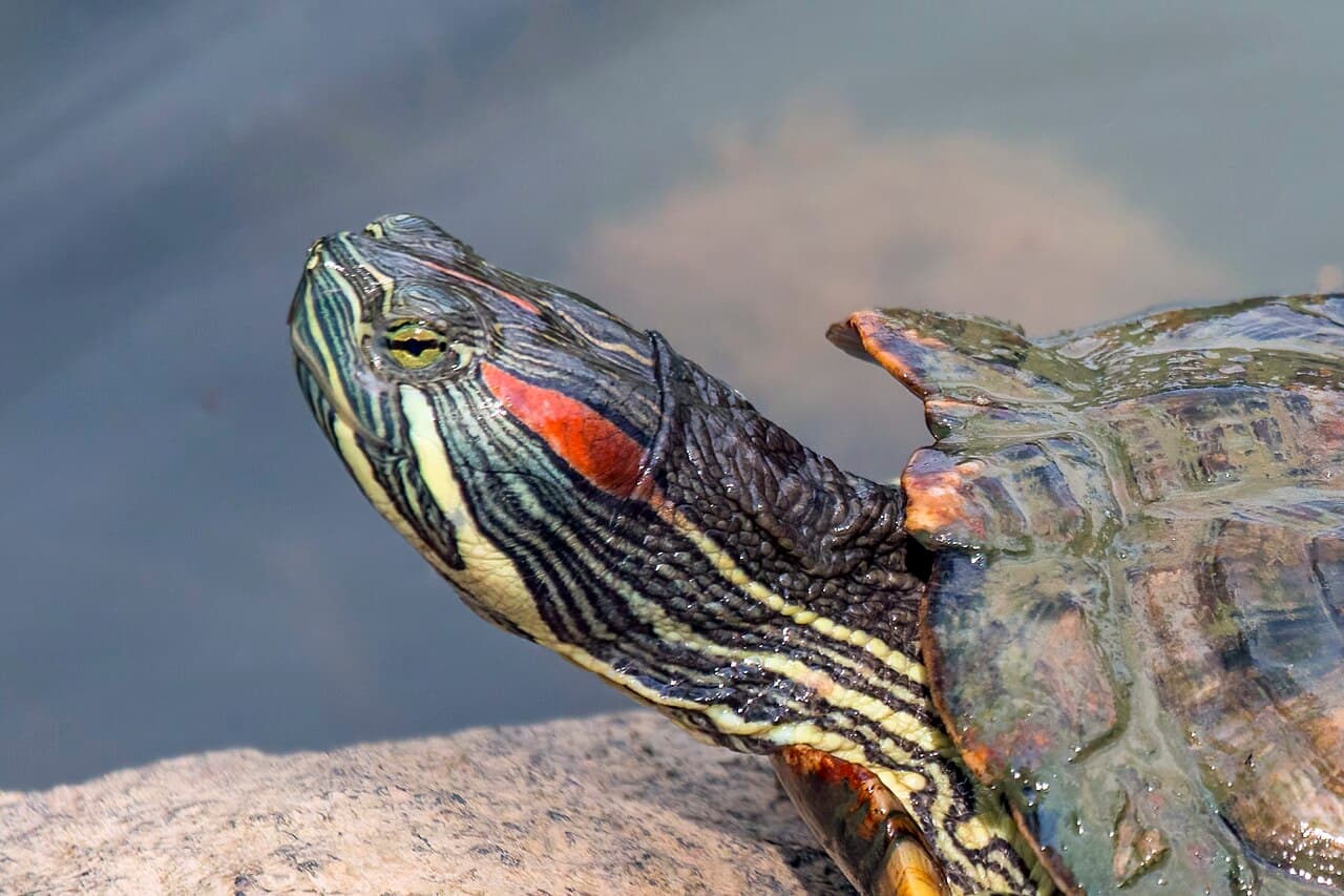 Rotwangen-Schmuckschildkröte