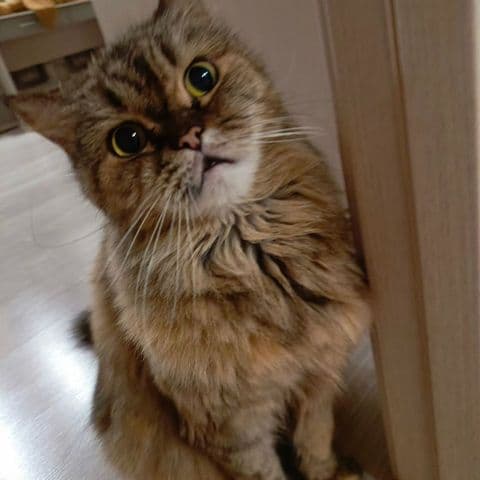 Curious cat